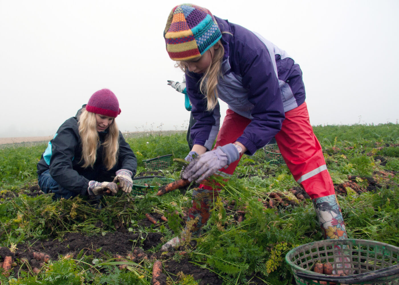 Andelslandbruket som økologisk spydspiss