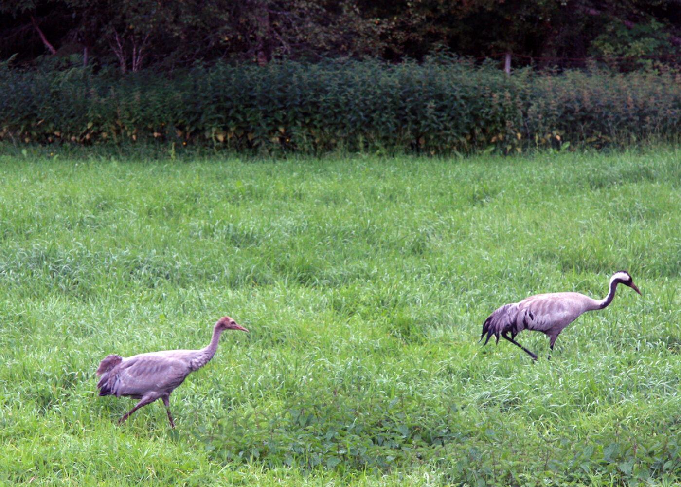 Fugler skyr ensretta landbruksdrift