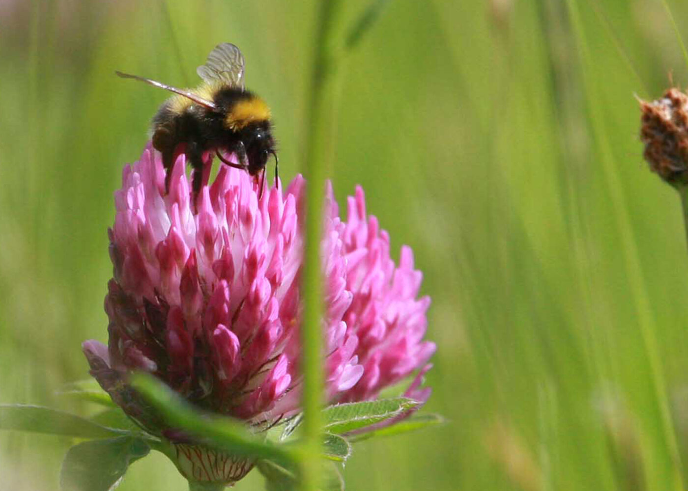 Klimapåvirkningen av økologisk produksjon Klimapåvirkningen av økologisk produksjon