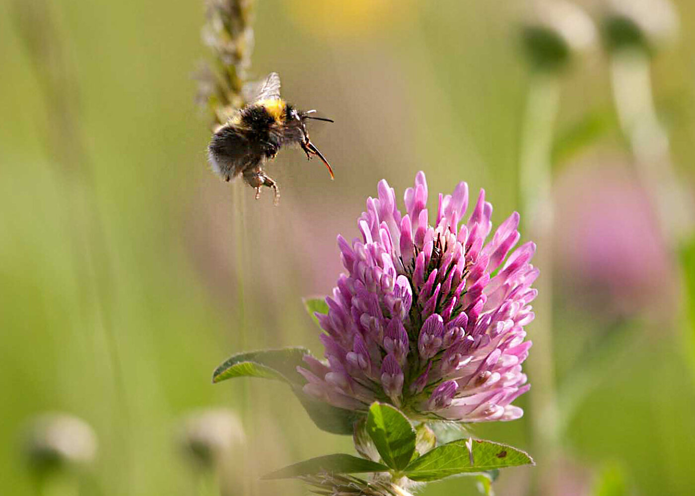 Pollinering ved frøavl av rødkløver er en utfordring Pollinering ved frøavl av rødkløver er en utfordring