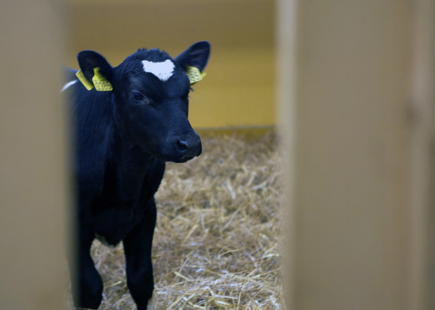 Kalven - vår viktigste ressurs