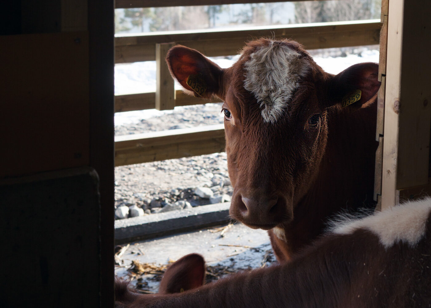 Helseproblemer hos kalv