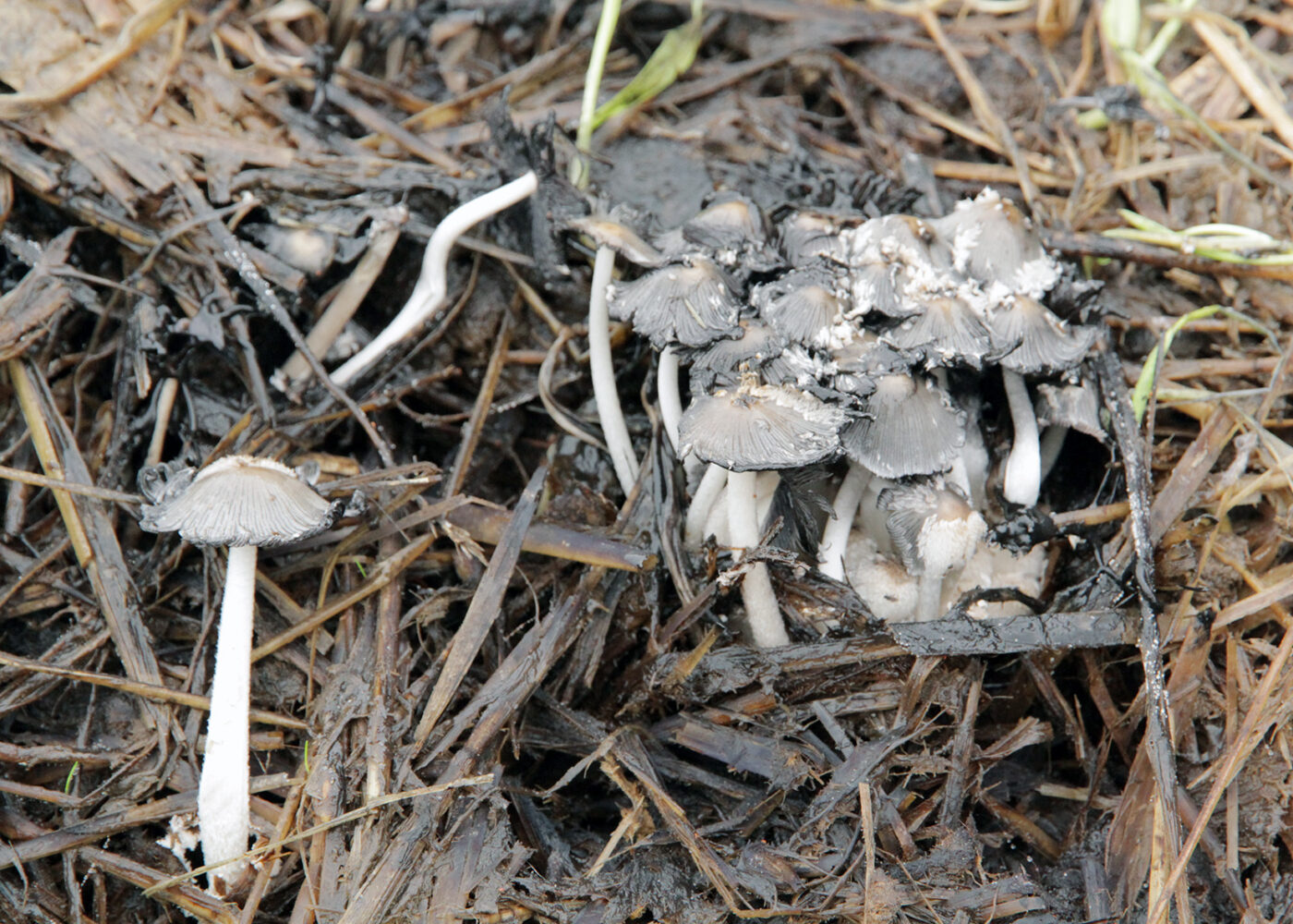 Omdanning av organisk materiale