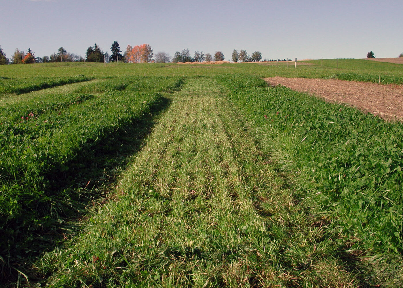 Grønngjødsling - dyrkingsteknikk