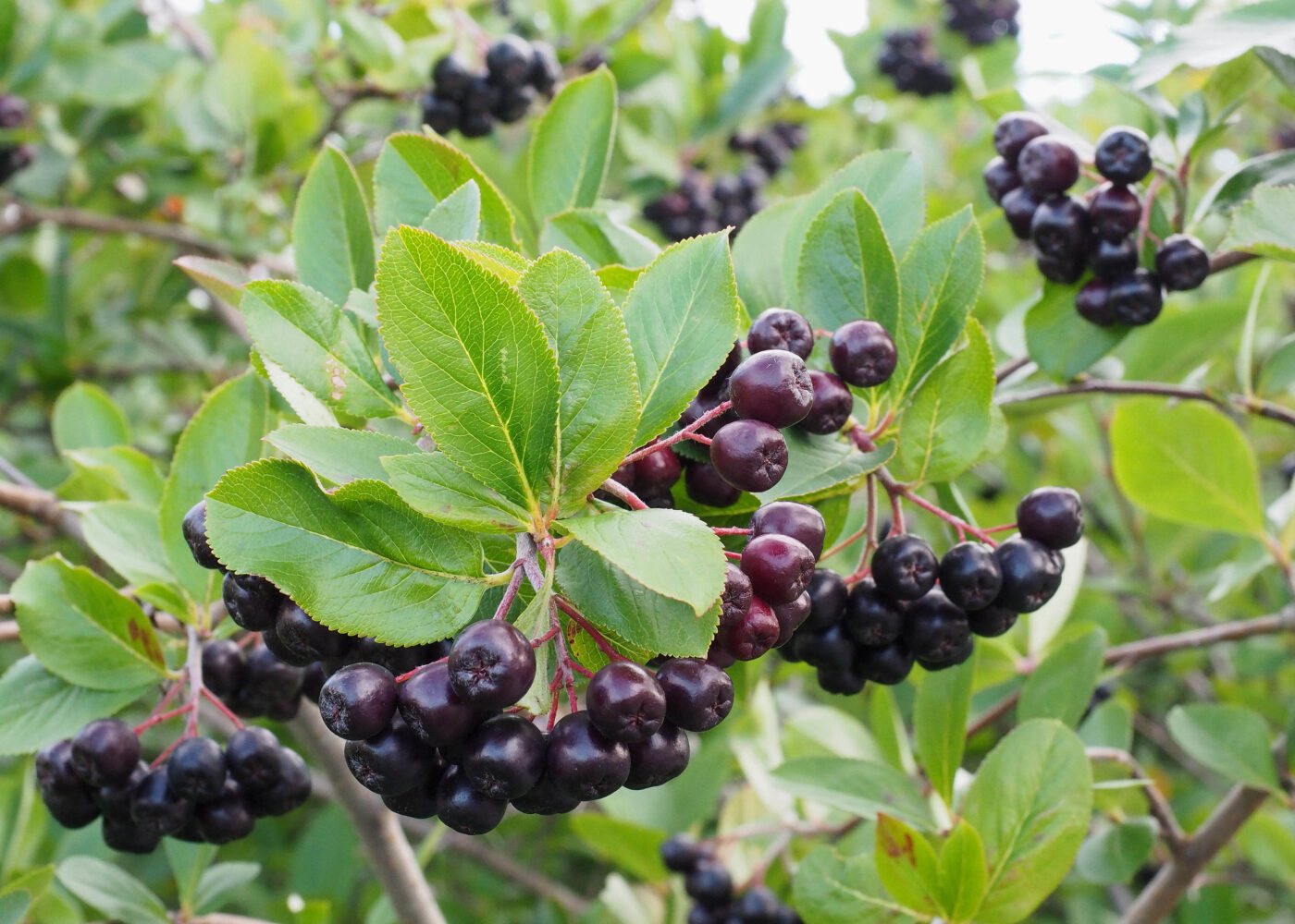 Aronia