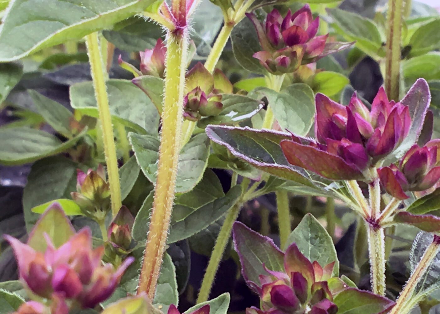 Norsk økologisk urtefrøproduksjon