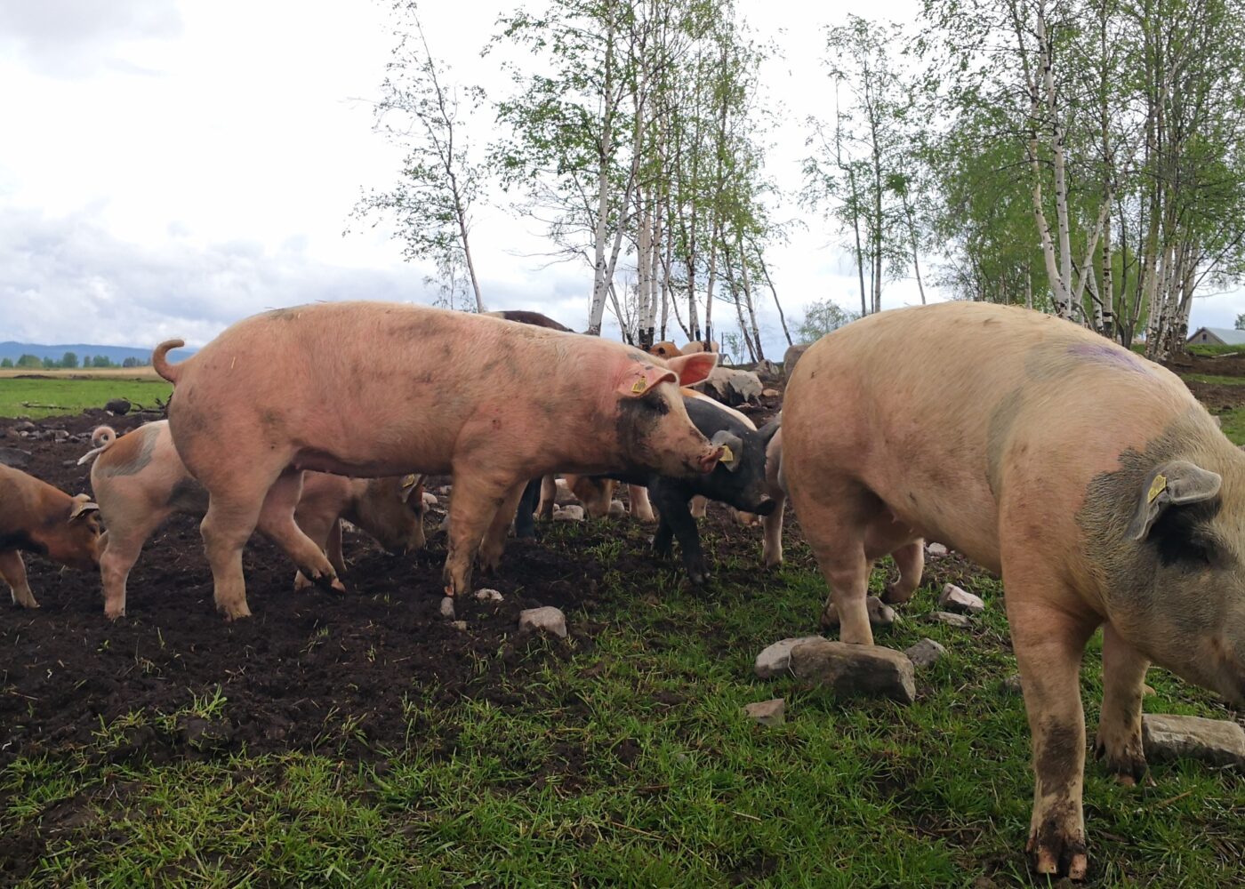 Helse og velferd for utegående gris og fjørfe