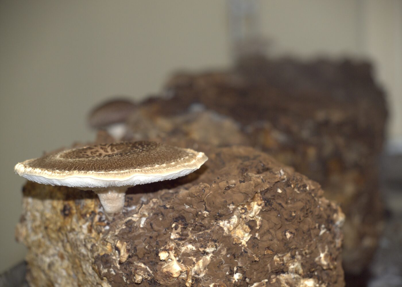 Sopp for feinschmeckere