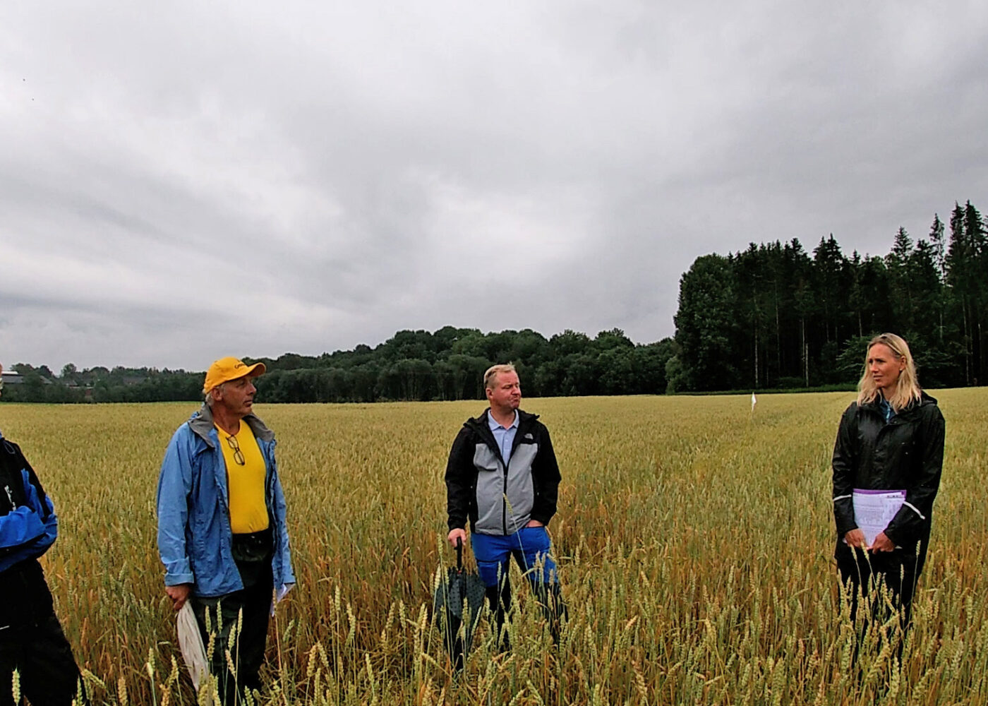 Mer og bedre økologisk vårhvete