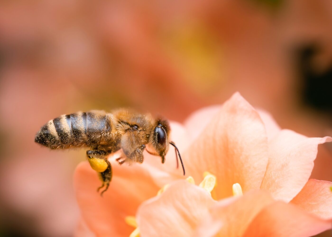 Økt biologisk mangfold i frukthagen