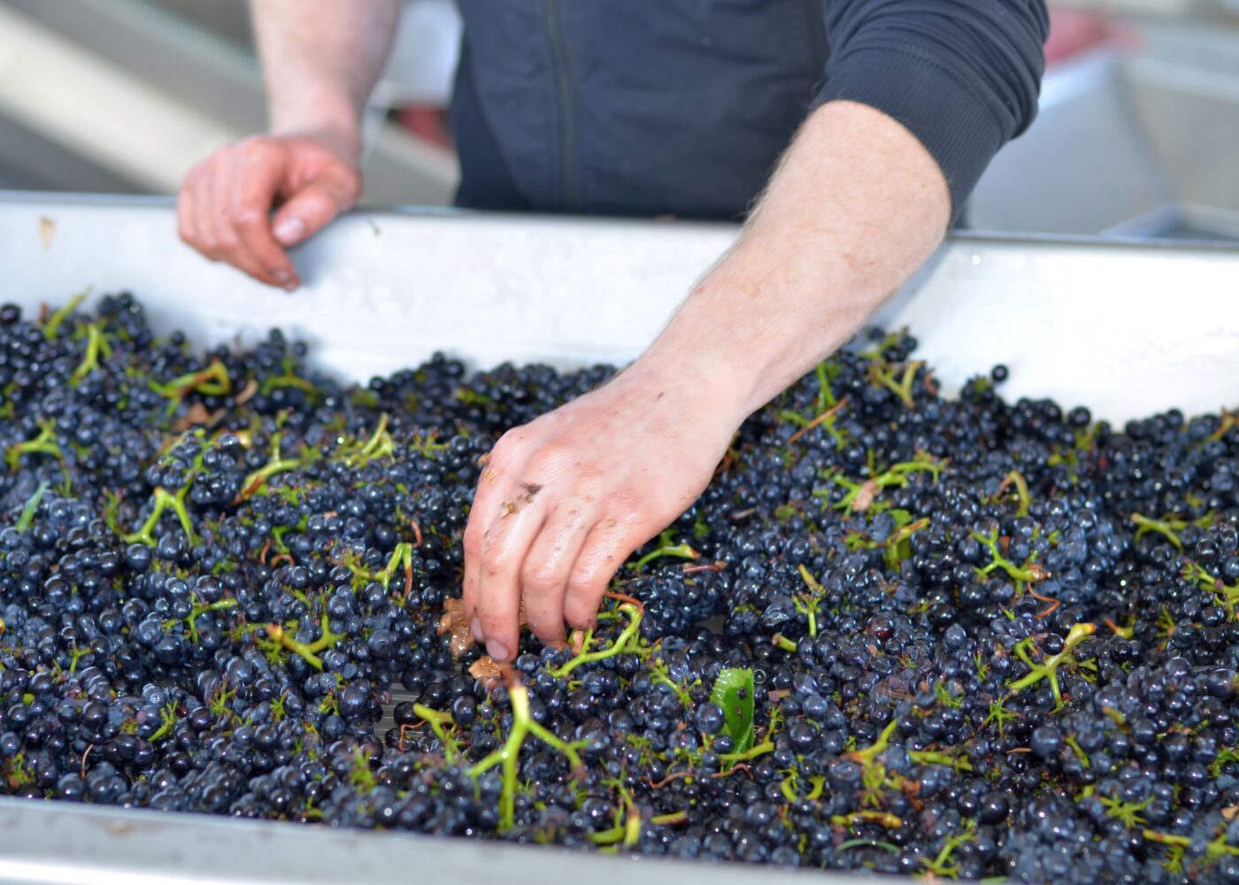 Forskning på biodynamisk mat og jordbruk
