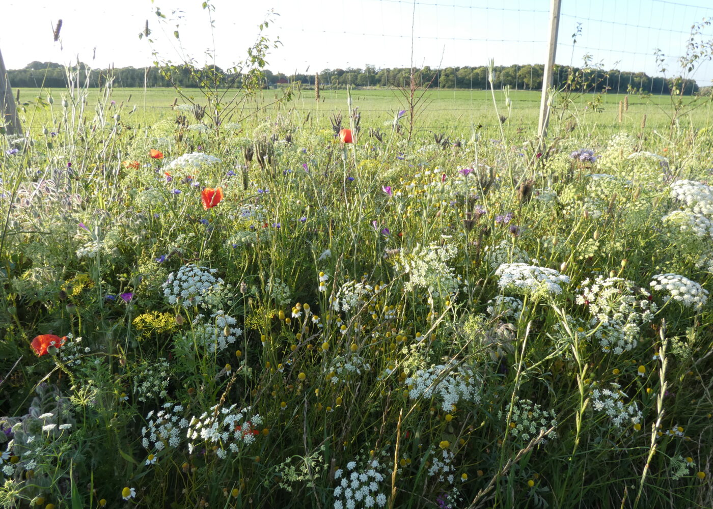 Blomsterstriper bidrar til skadedyrkontrollen Blomsterstriper bidrar til skadedyrkontrollen