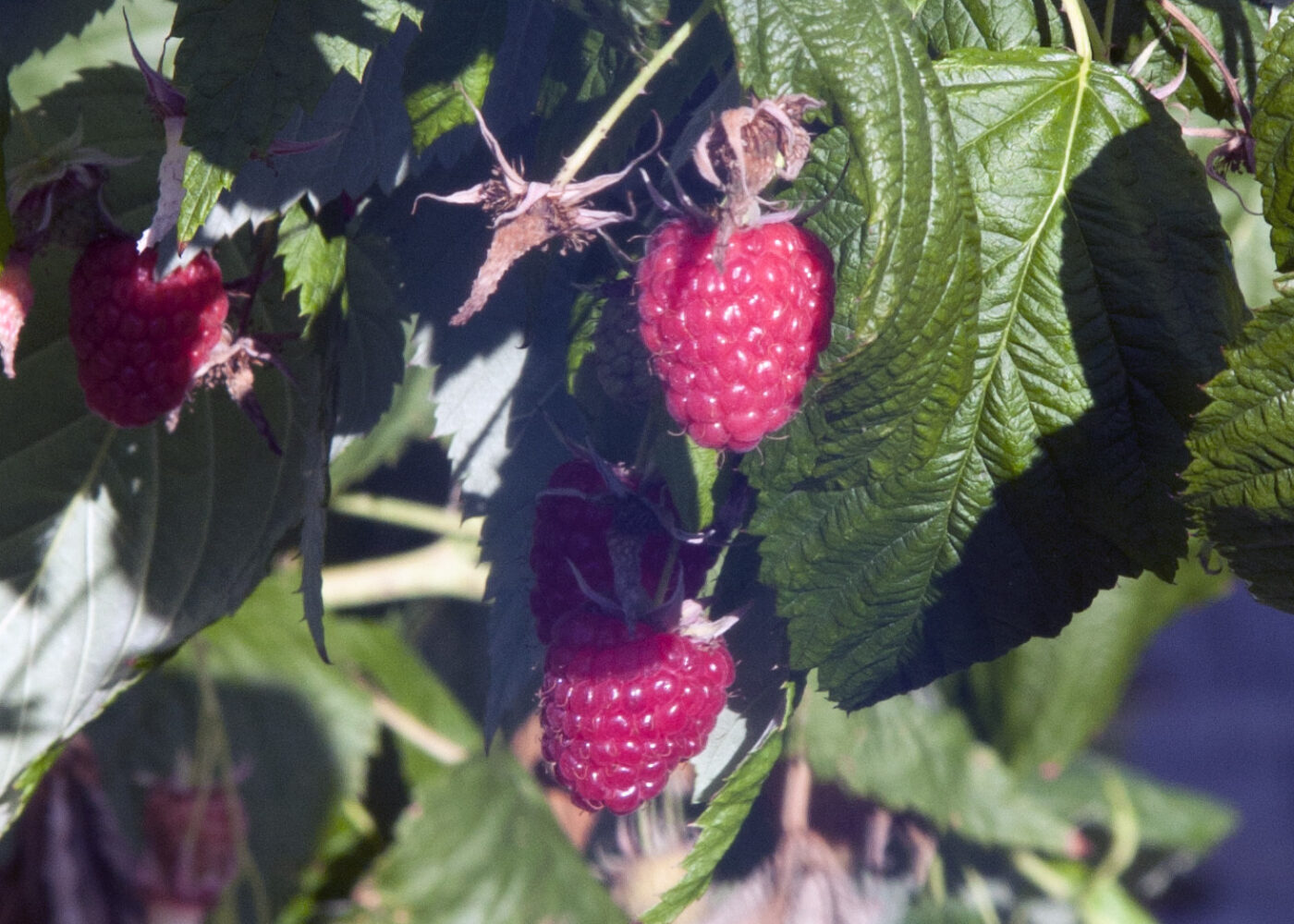 Haustberande bringebær