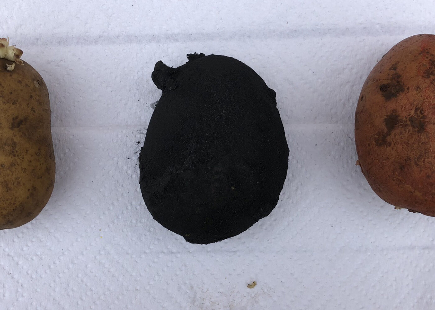 Kan biokull hemme utvikling av lagersjukdommer på potet og gulrot?