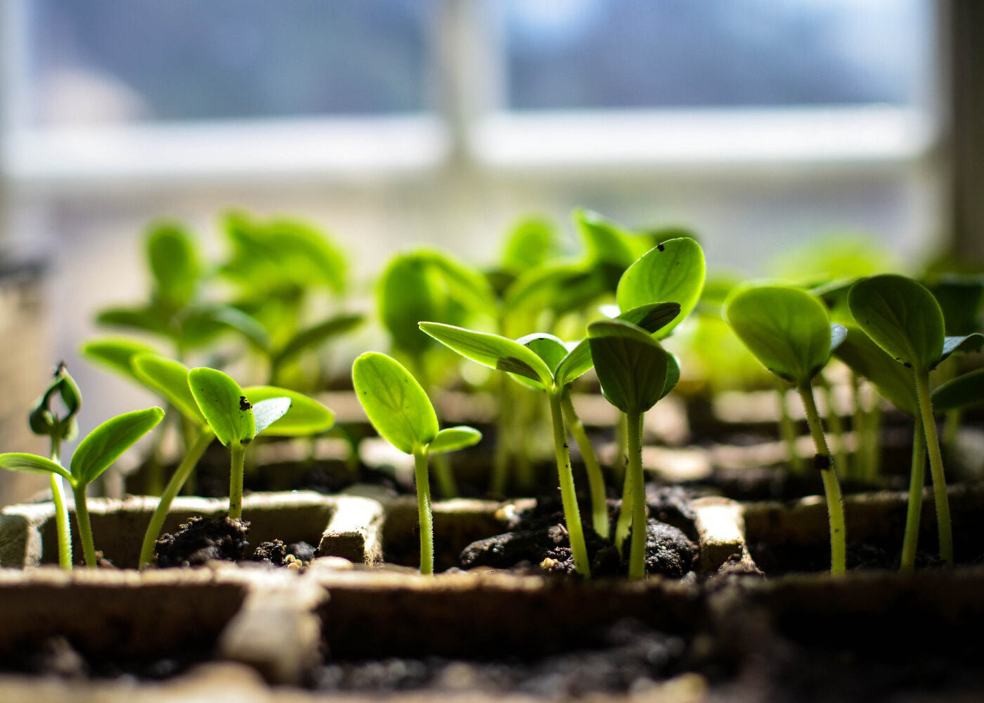 Kartlegging av økologiske frø i Norge