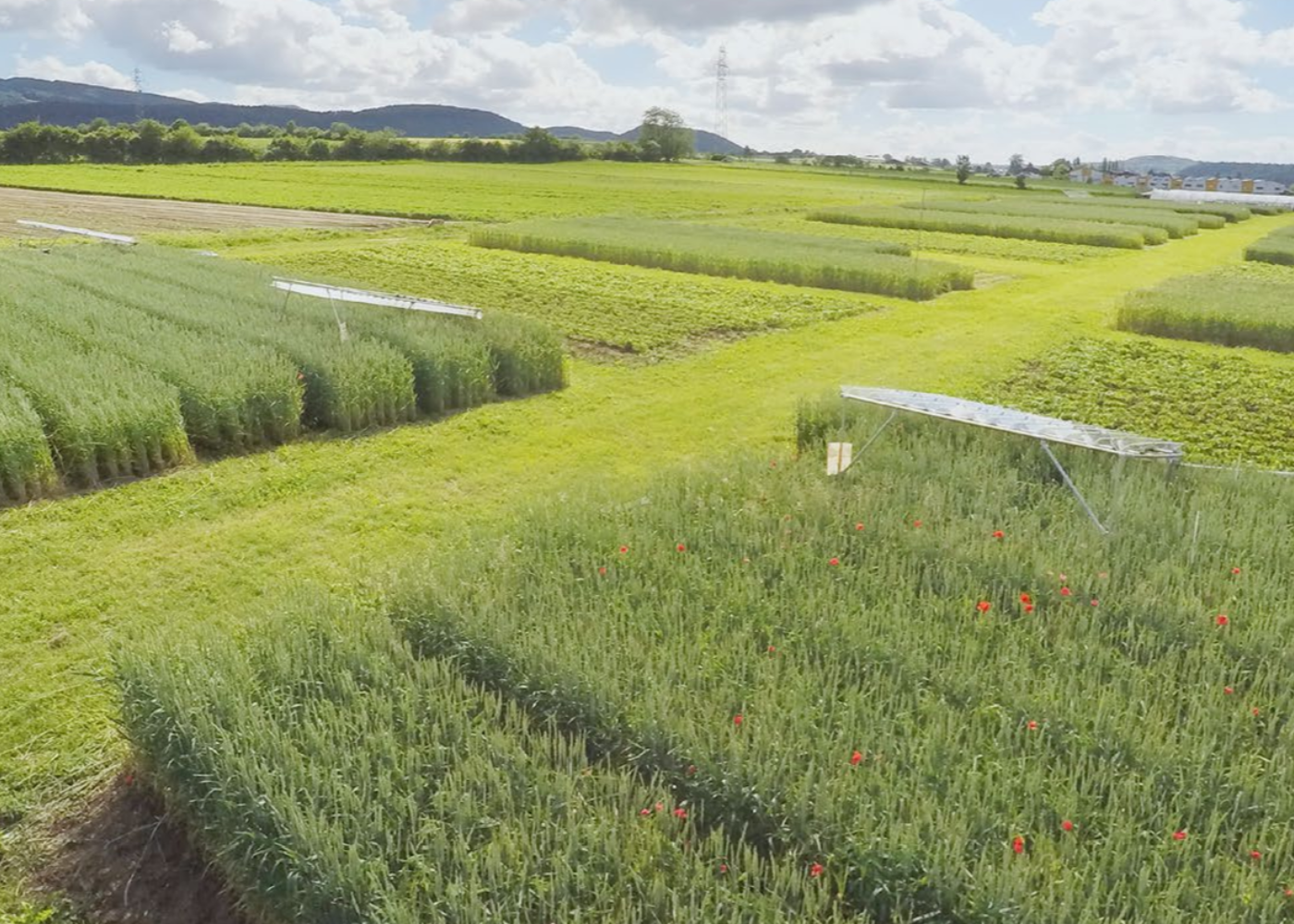 45 års forskning: Økologisk jordbruk utmerker seg på flere områder