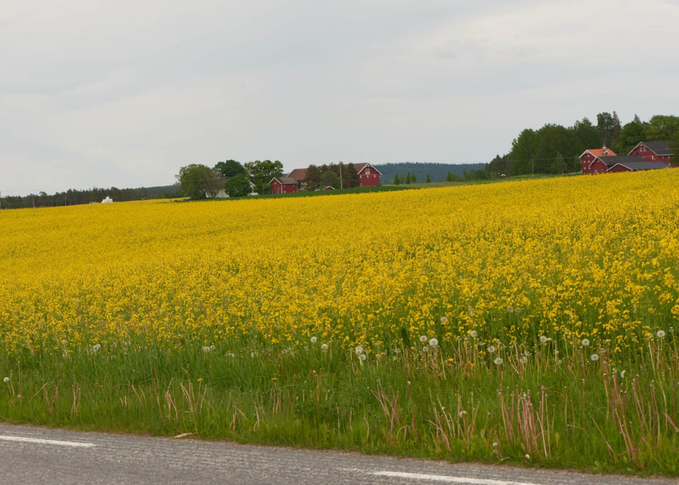 Økologisk produksjon av høstraps
