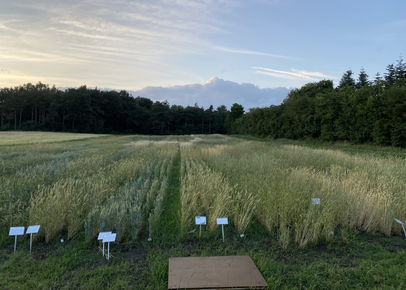 Genetisk mangfold styrker avlingene i økologisk kornproduksjon