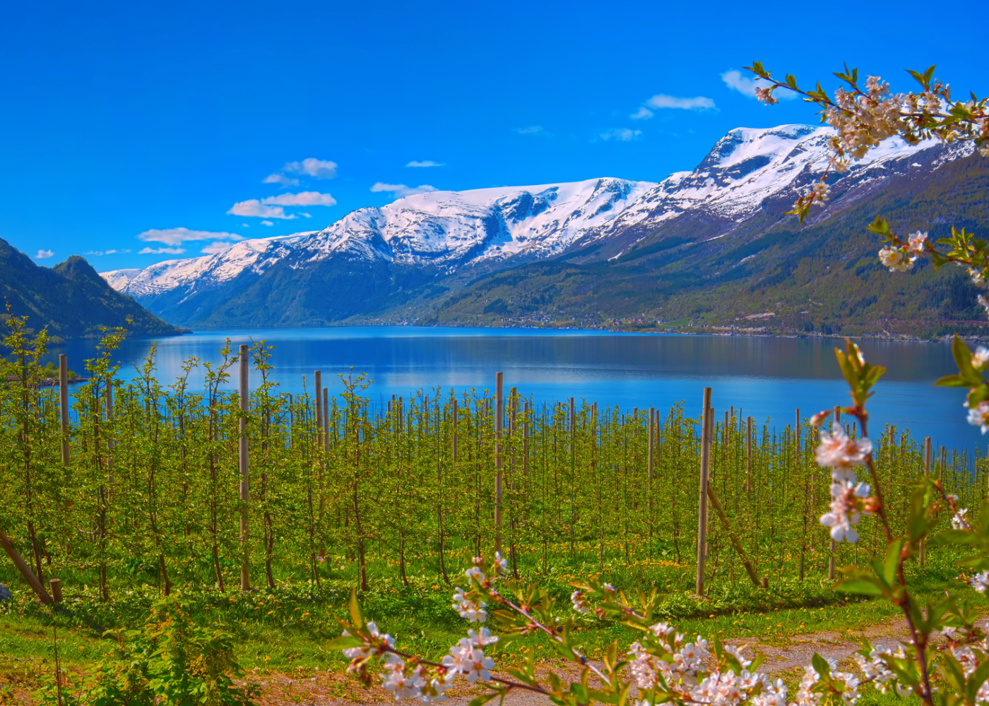 Økologisk plantemateriale til kjernefrukt