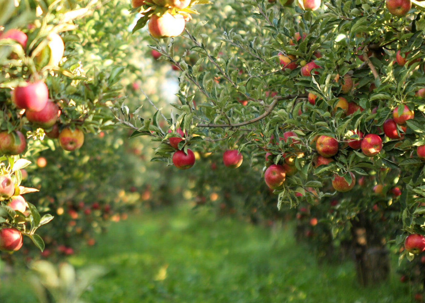 Fruktene av europeisk samarbeid