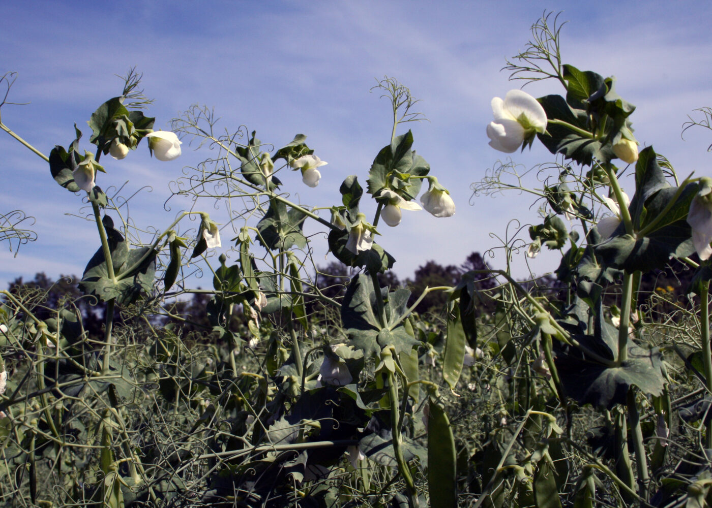 Det er verdt å prøve ert