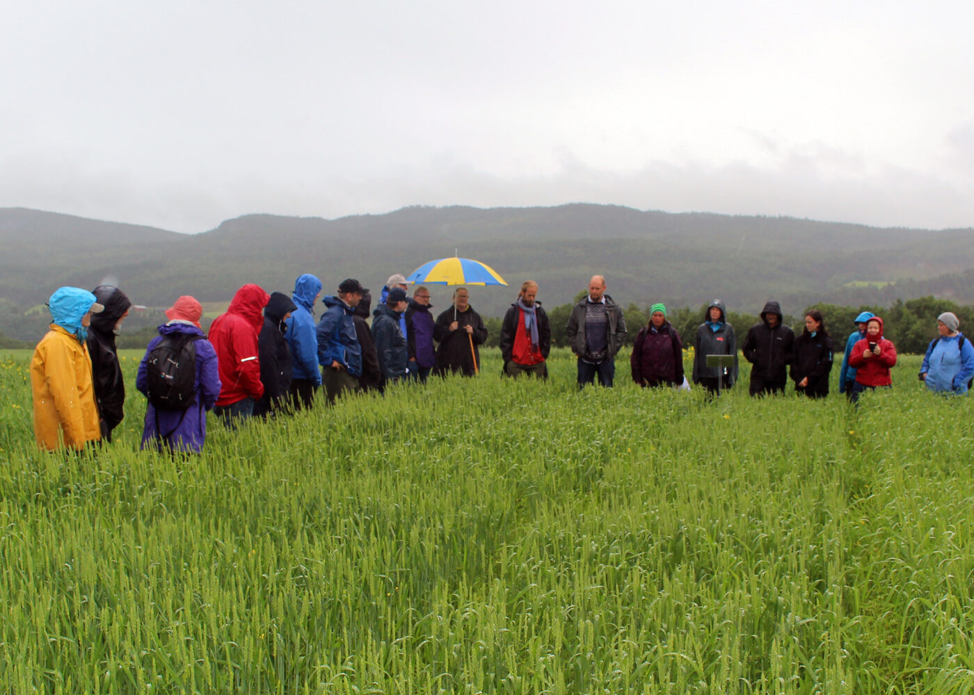 Mangfold i åkeren, og vafler fra fôrkorn