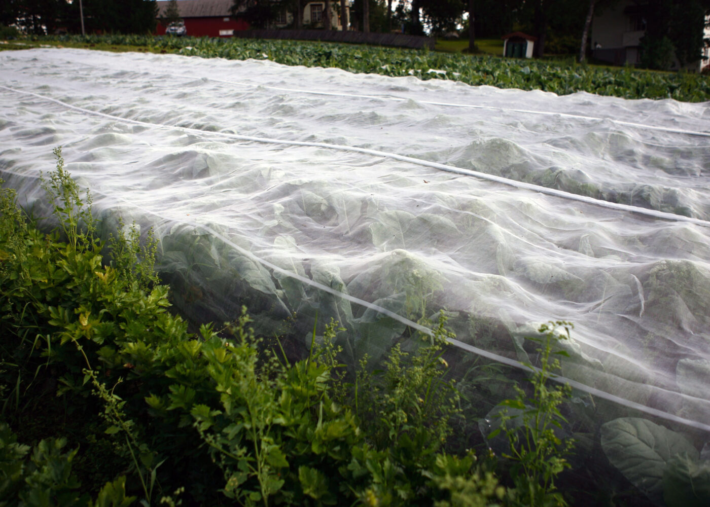 Fiberduk eller insektnett?