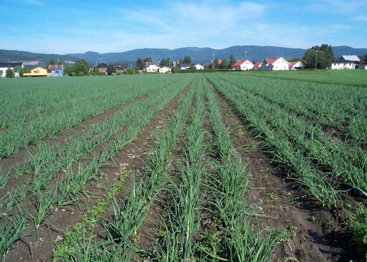 Bekjemper ugraset termisk og mekanisk