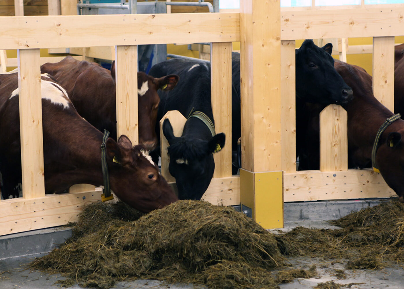 Grovfôr er det viktigste proteinfôret