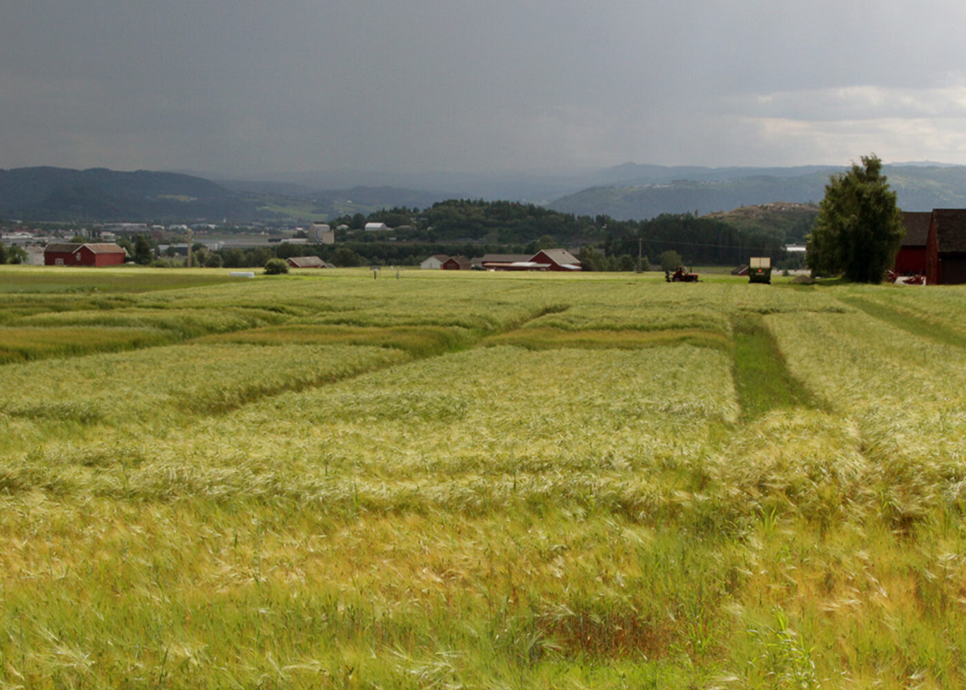Utfordringar i økologisk korndyrking