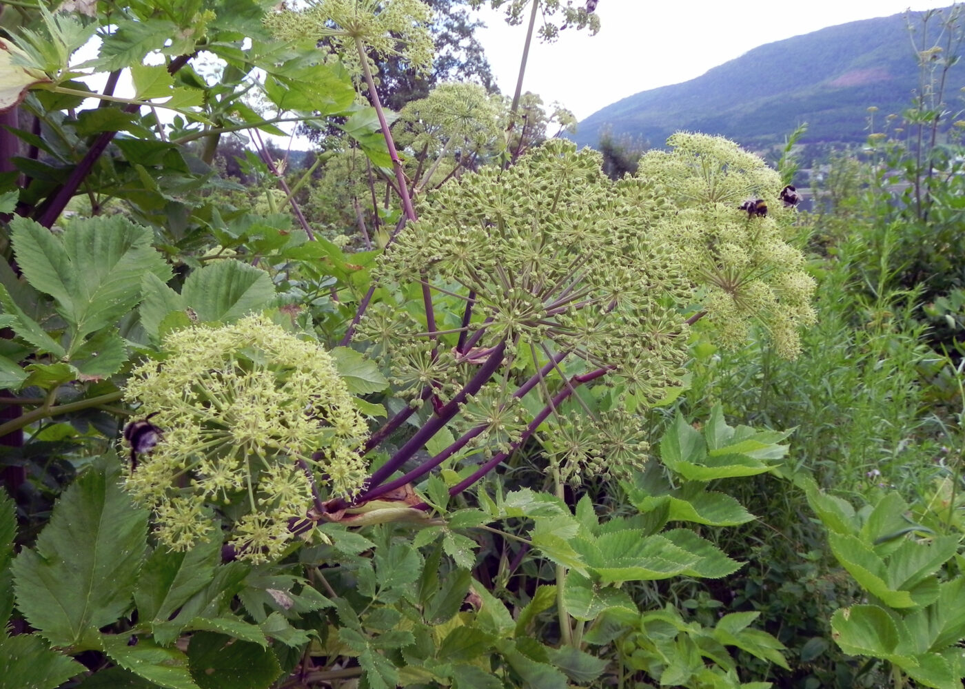 Ny forening for bevaring av plantemangfoldet