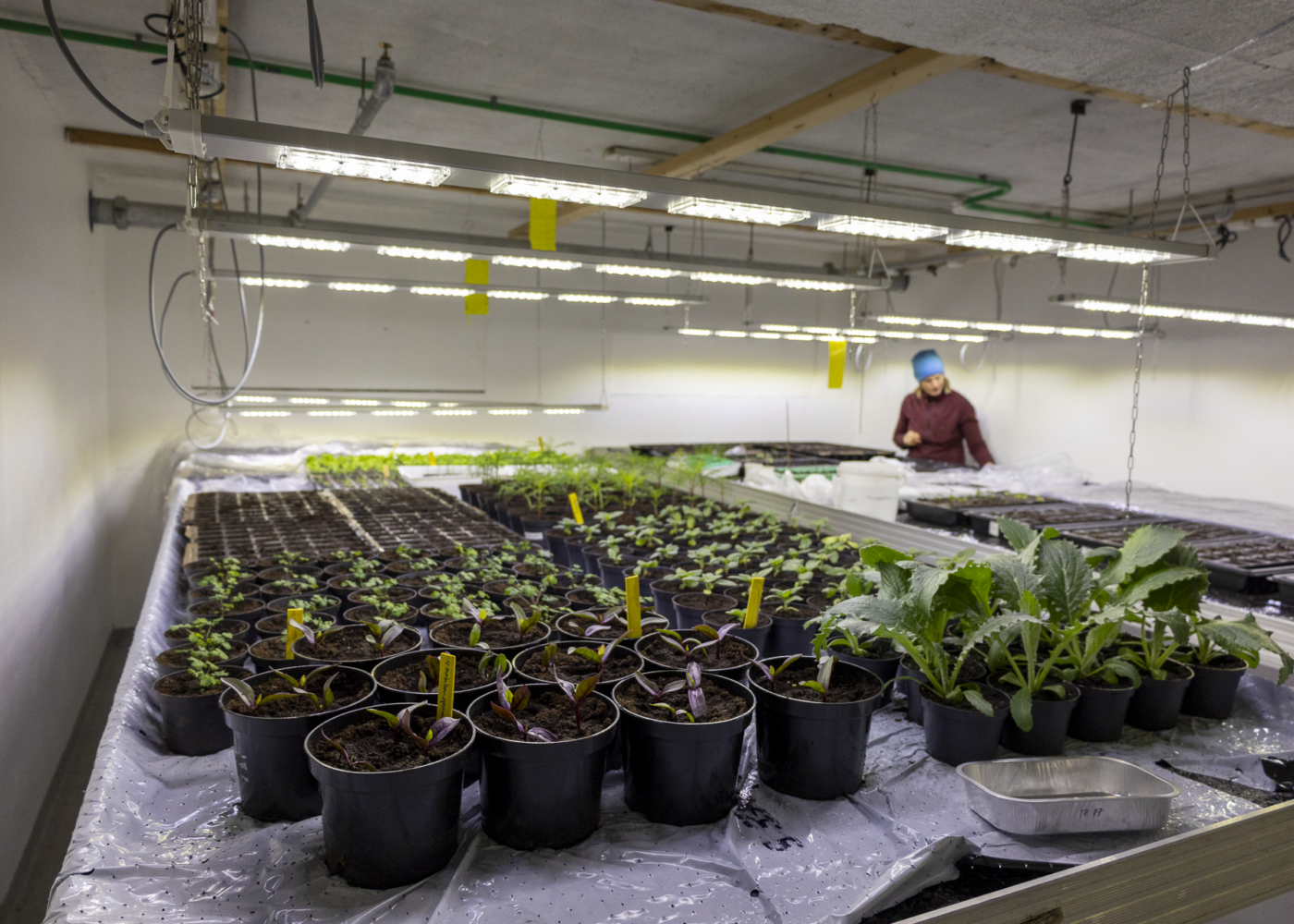 Oppal av småplanter Oppal av småplanter