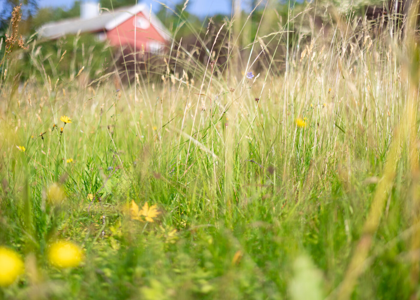Økologisk drift øker det biologiske mangfoldet