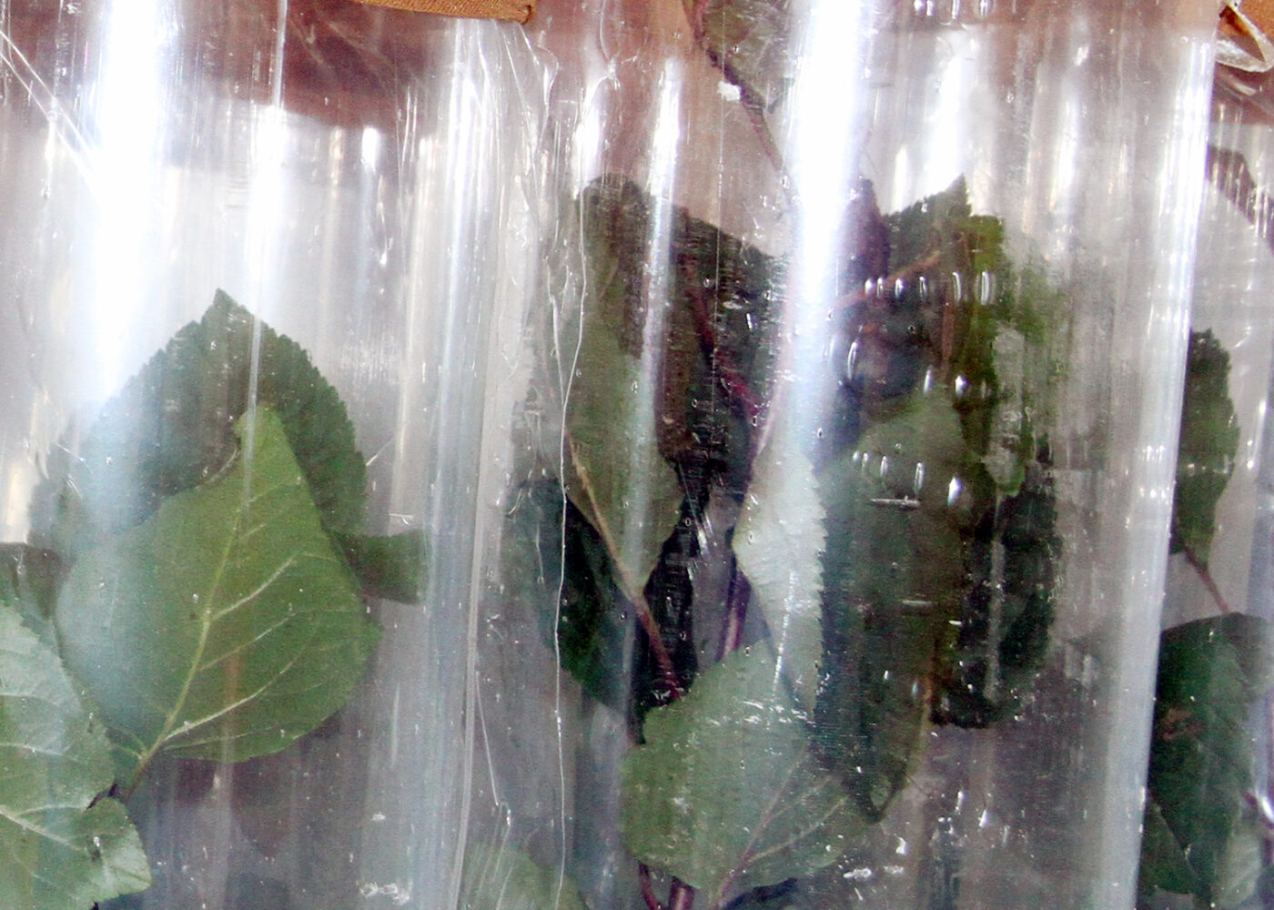 GMO’s bidrag til landbruket