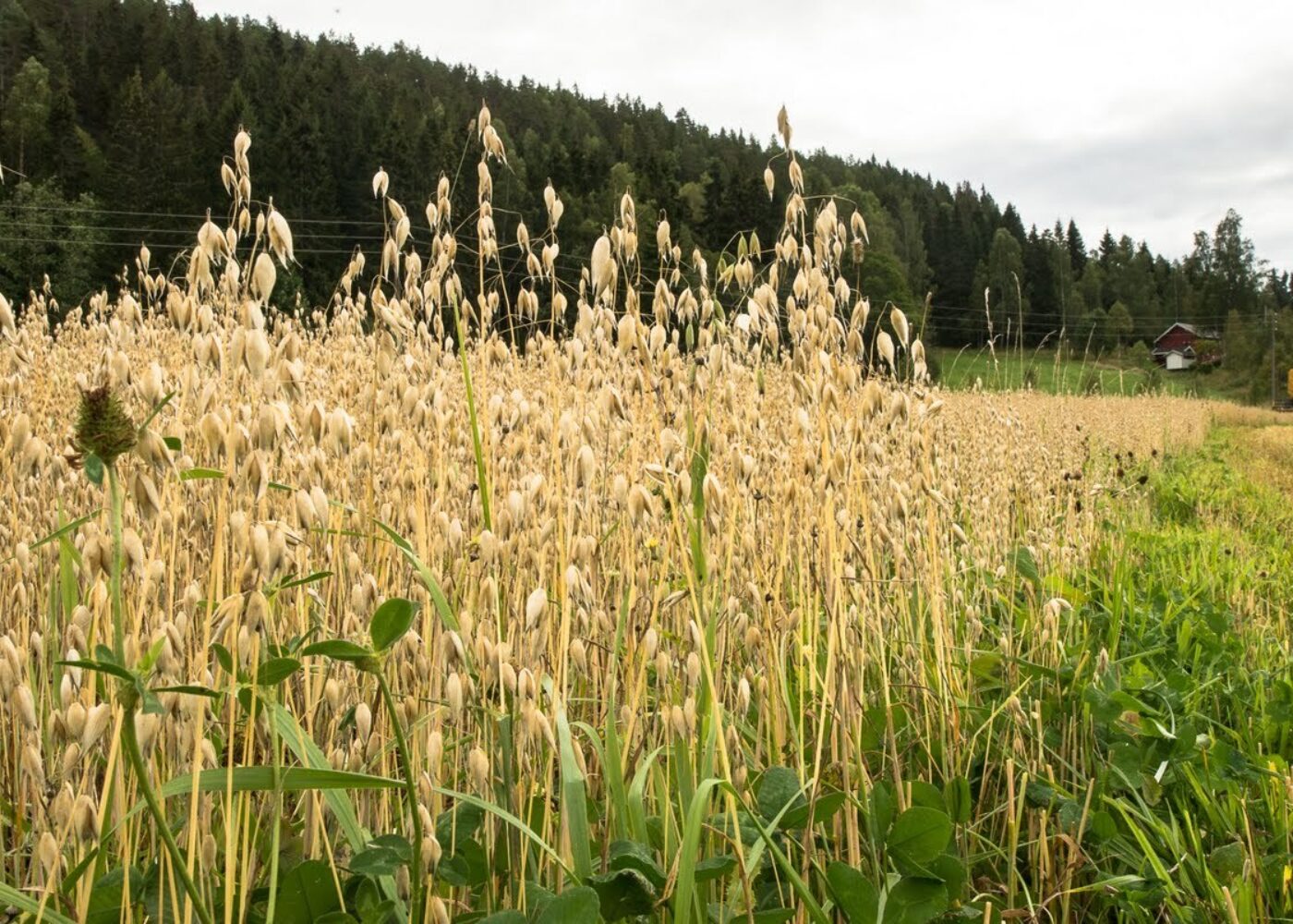 Mye å lære av økologisk landbruk