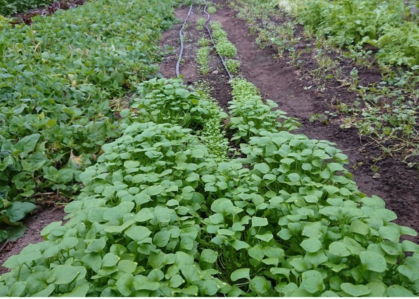 Bakkekontakt i veksthuset