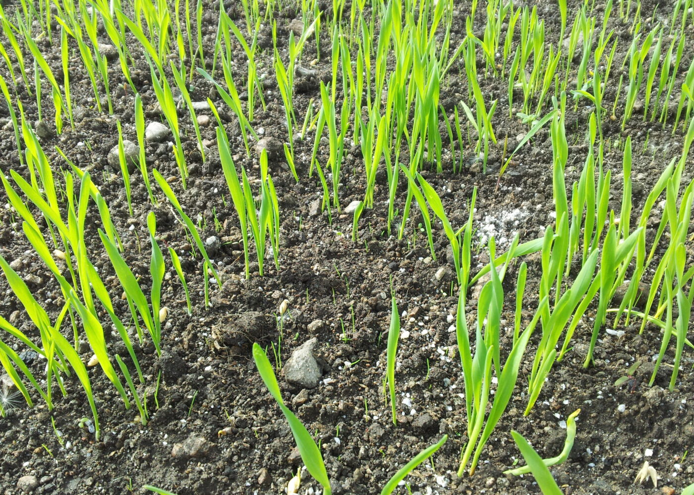 Ugras? Tenk konkurranse!