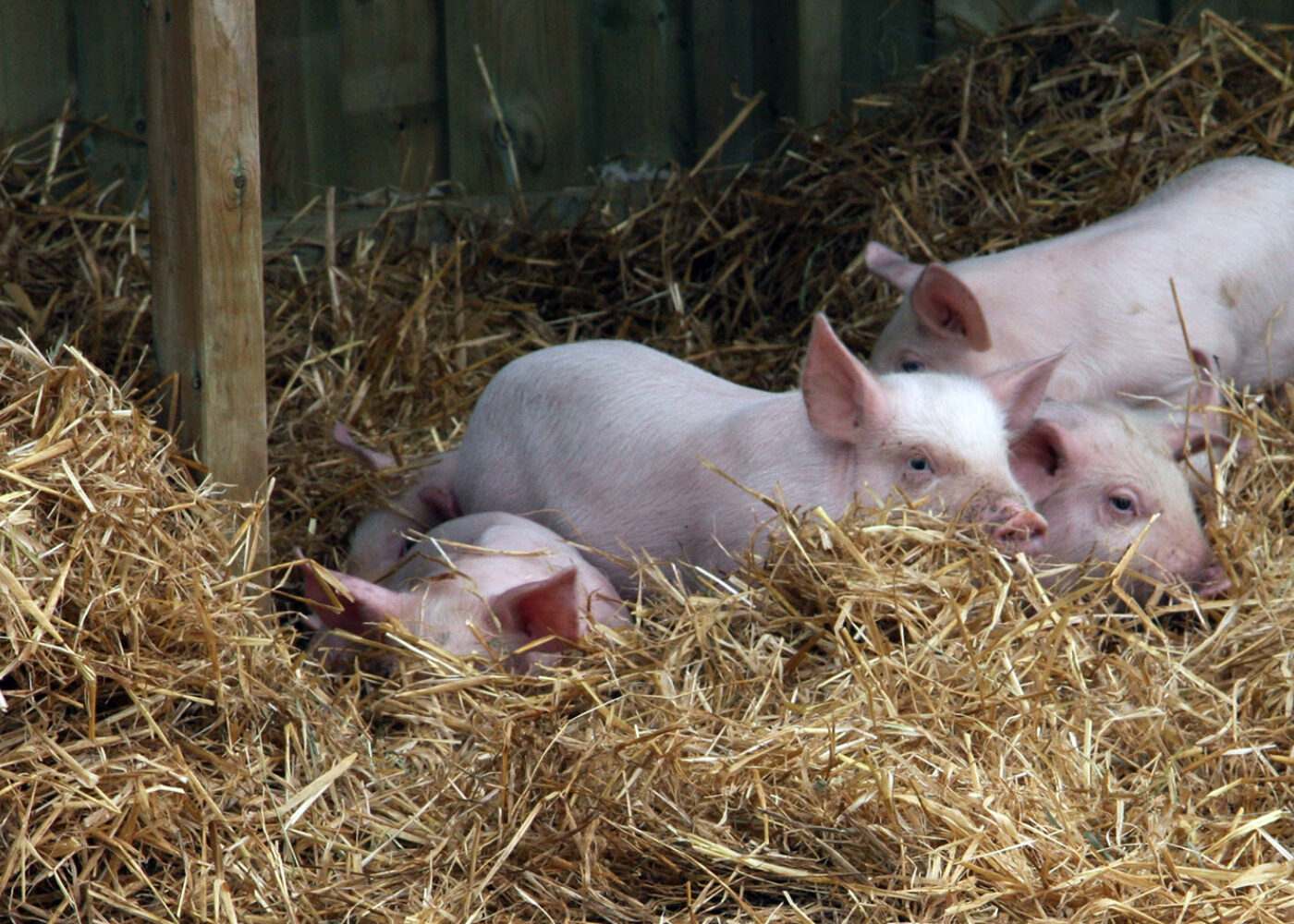 Dyrevelferd: Økologiske verdiar