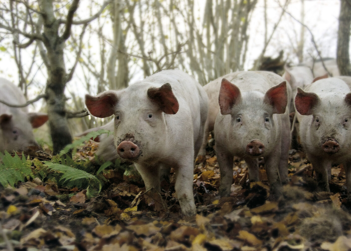 Gris på beite og vekstskifte med gris