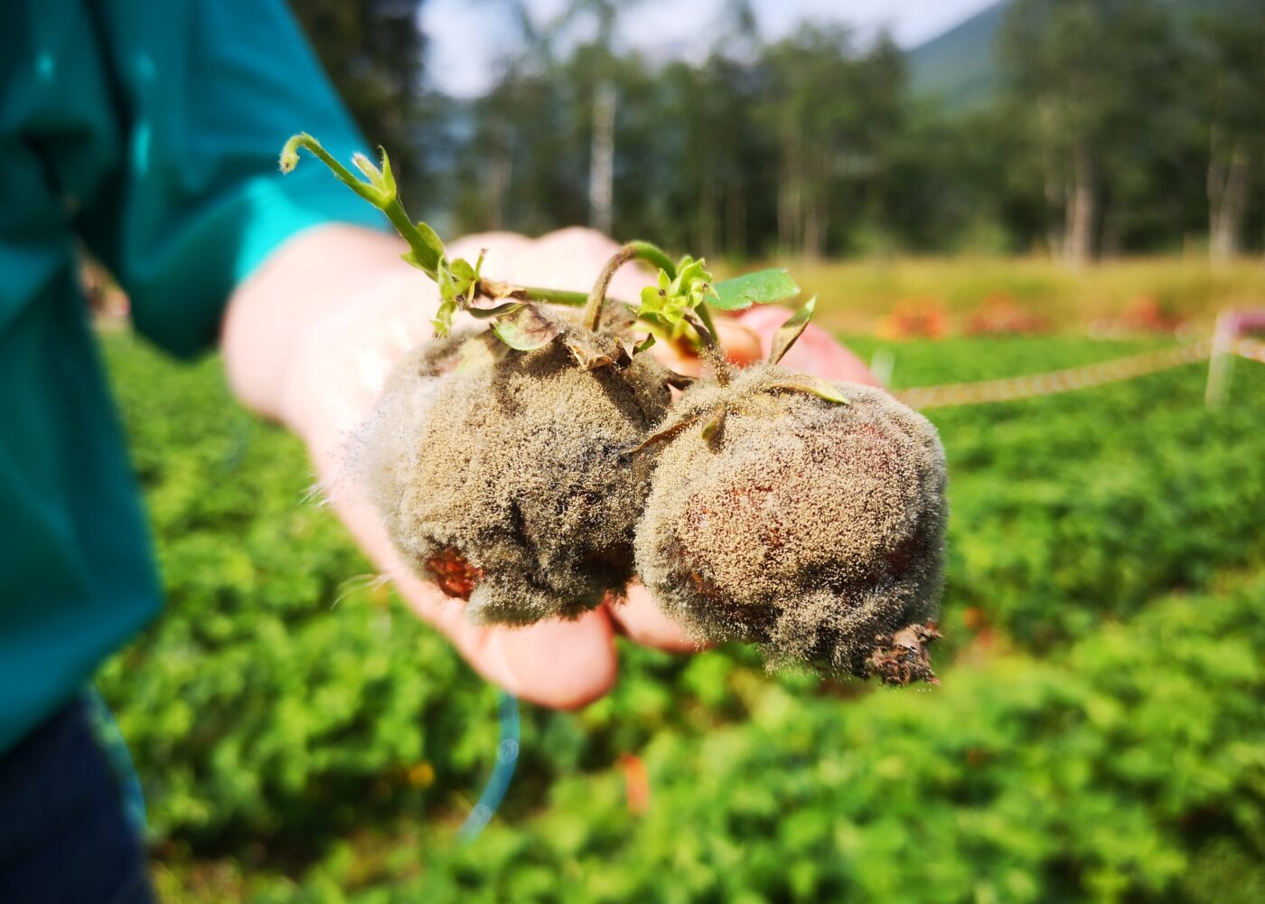 Kompostte mot gråskimmel Kompostte mot gråskimmel