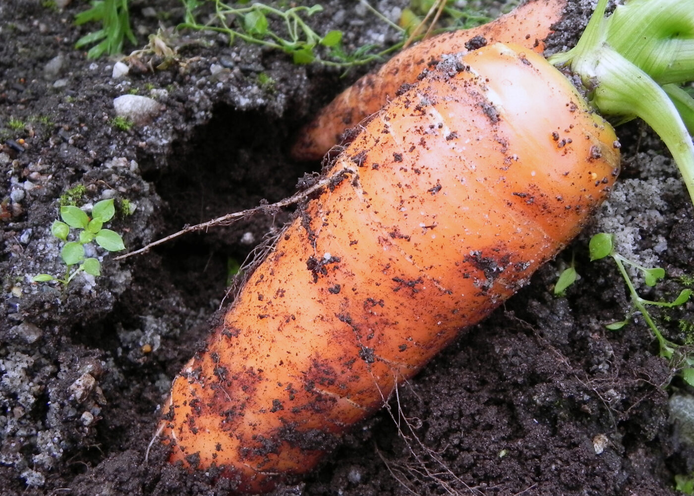 Høsting og lagring av gulrot
