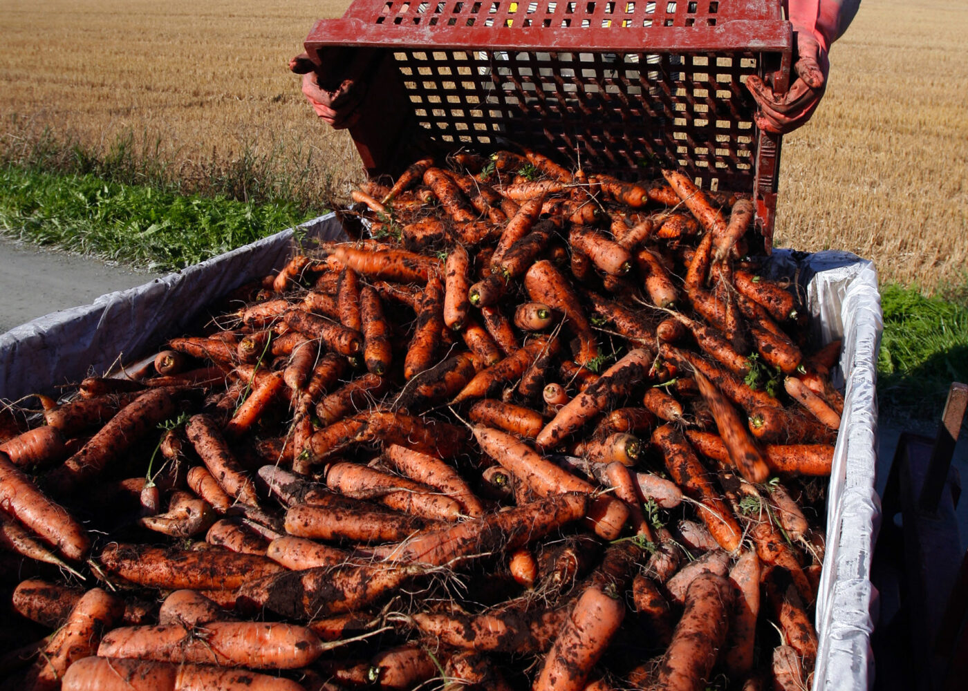 Risiko og muligheter med økte avlinger i økologisk landbruk