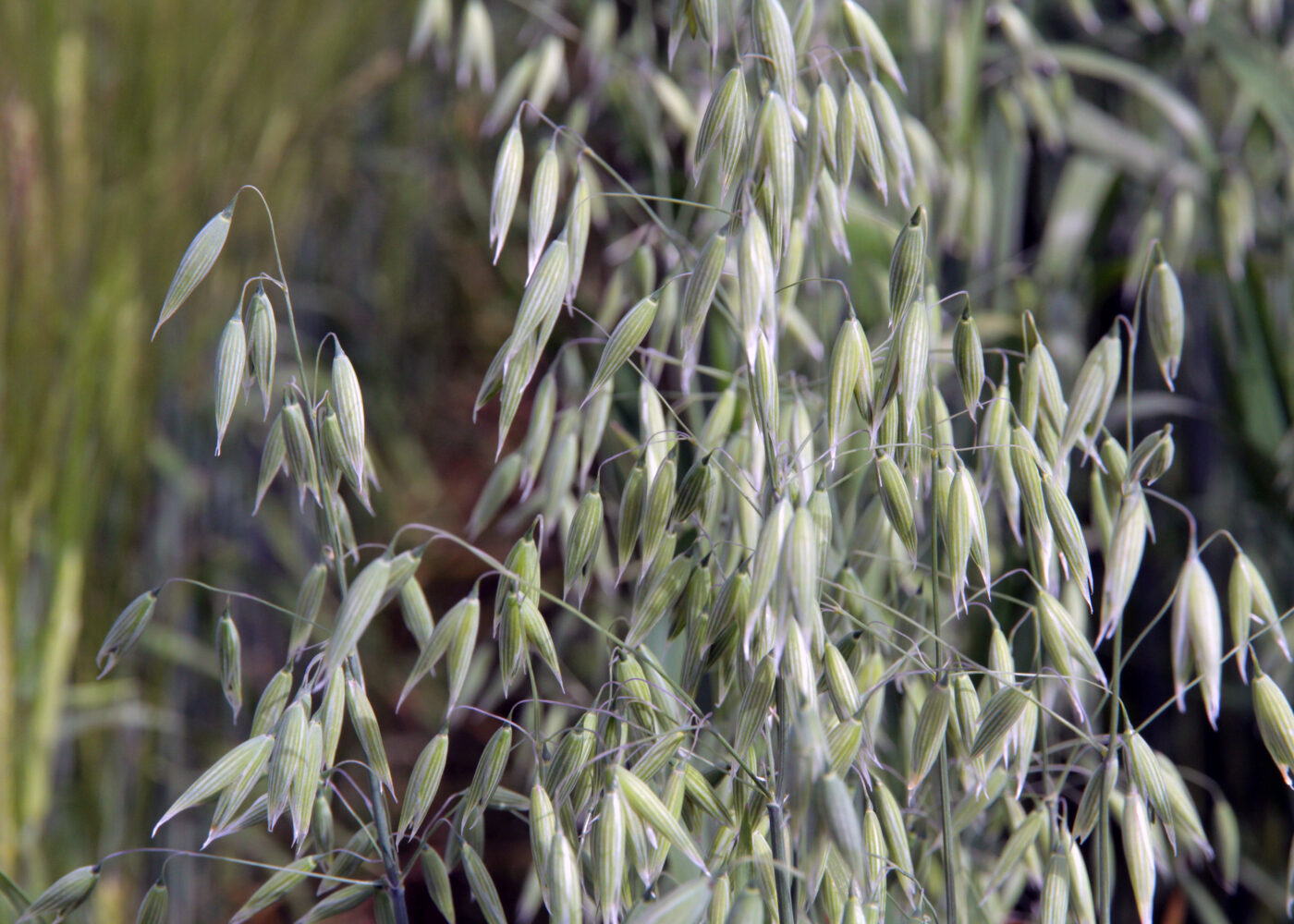 Mindre giftige sopper i økologisk korn