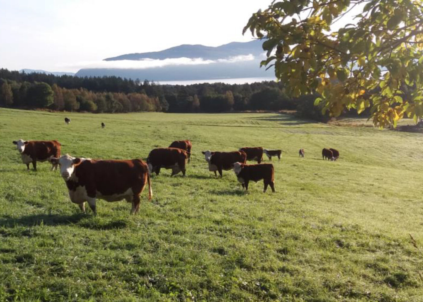 Økologisk ammeku - noe for deg?