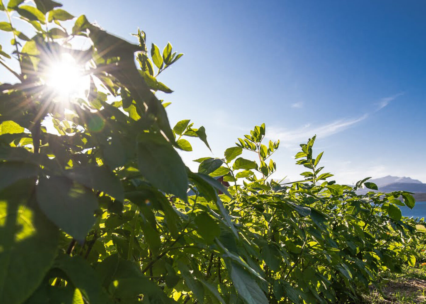 Skogshage - hvorfor, hvor og hvordan?