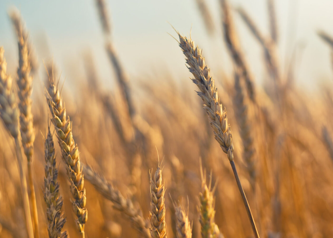 Økologisk mat har mer næringsstoffer og færre uønskete stoffer enn konvensjonell mat