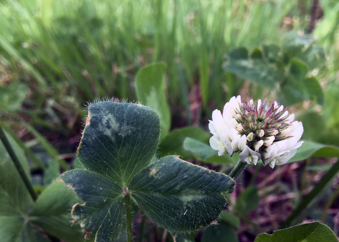Landbrukets klimapåvirkning