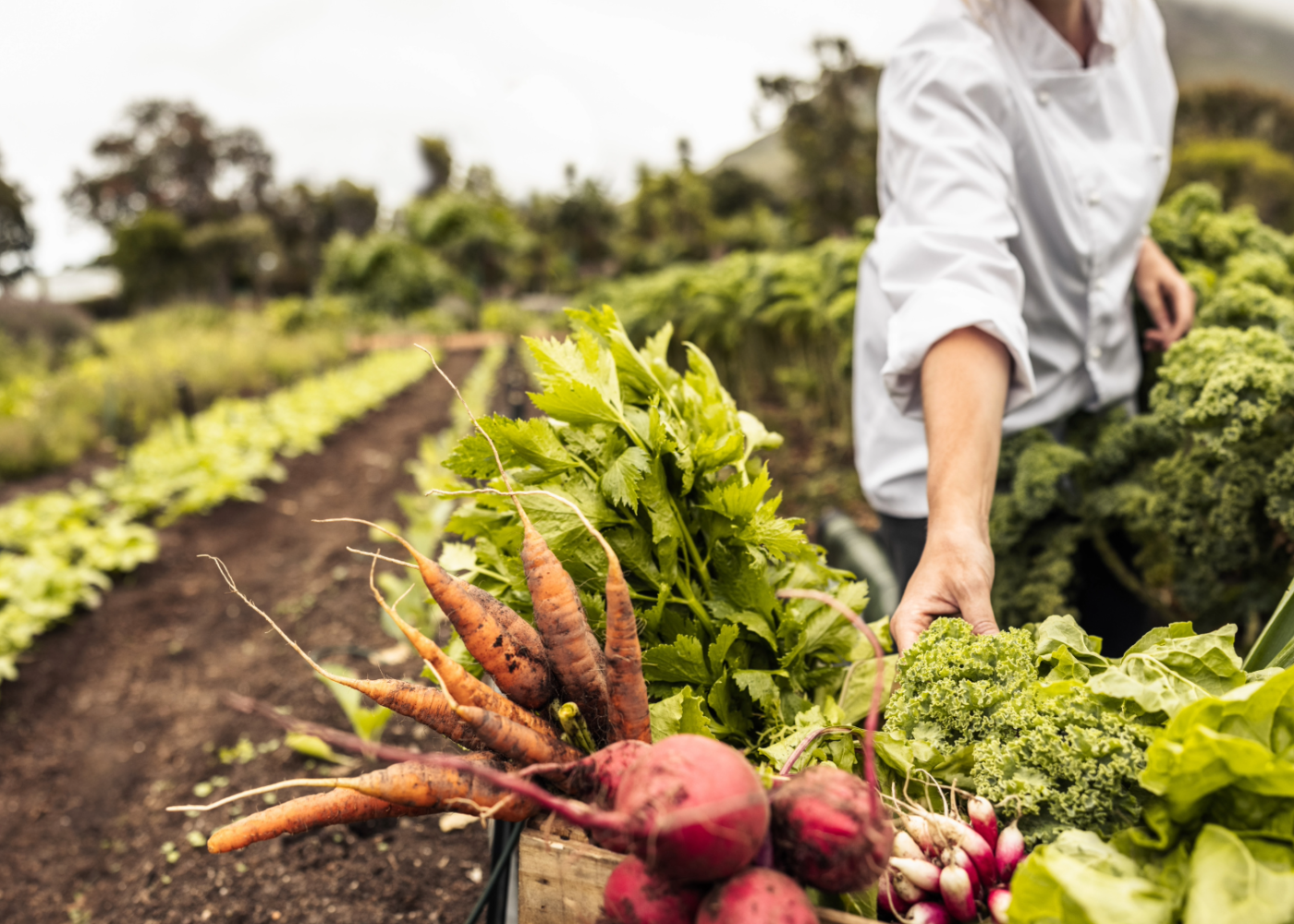 Hvorfor økologisk produksjon og mat?