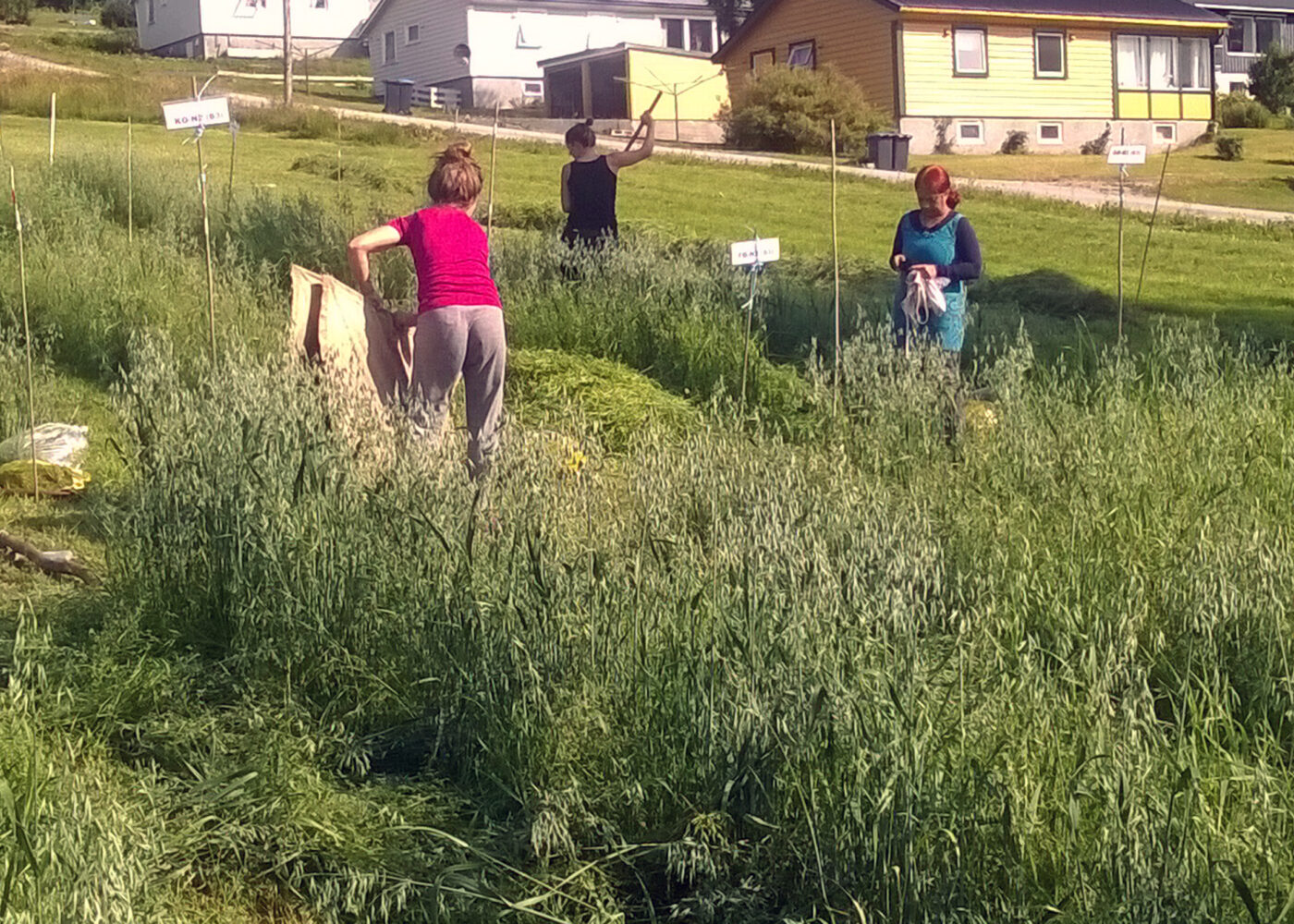 Marine restråstoffer som gjødsel til økologisk eng og havre