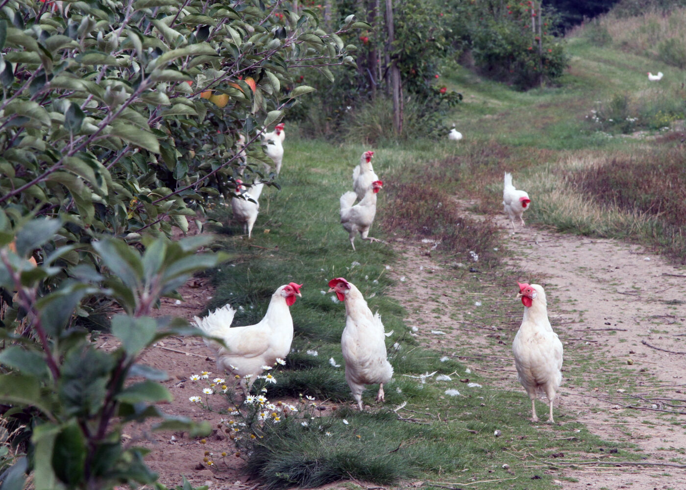 Nye kilder til proteinfôr for fjørfe